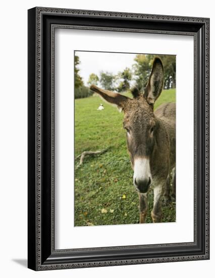 Pittsburg, PA. USA. Fall on the Farm-Julien McRoberts-Framed Photographic Print