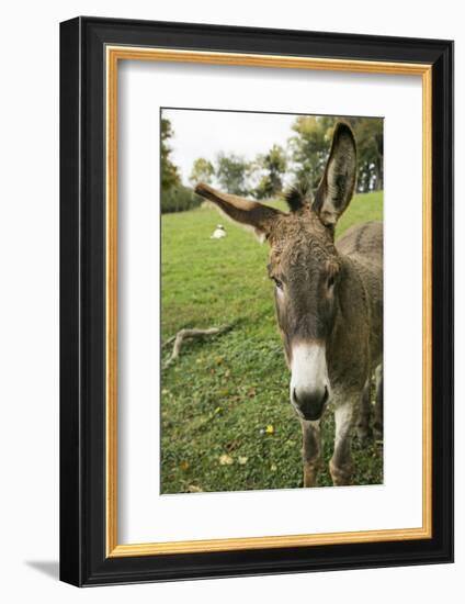 Pittsburg, PA. USA. Fall on the Farm-Julien McRoberts-Framed Photographic Print