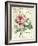 Pivoine de Printemps-Sue Schlabach-Framed Art Print