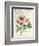 Pivoine de Printemps-Sue Schlabach-Framed Art Print