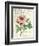 Pivoine de Printemps-Sue Schlabach-Framed Art Print