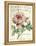 Pivoine de Printemps-Sue Schlabach-Framed Stretched Canvas