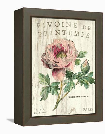 Pivoine de Printemps-Sue Schlabach-Framed Stretched Canvas