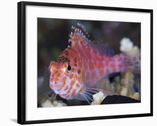 Pixy Hawkfish, Kimbe Bay, Papua New Guinea-Stocktrek Images-Framed Photographic Print