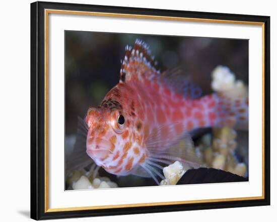 Pixy Hawkfish, Kimbe Bay, Papua New Guinea-Stocktrek Images-Framed Photographic Print