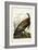 Pl 1 Wild Turkey-John Audubon-Framed Art Print