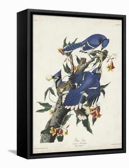 Pl 102 Blue Jay-John Audubon-Framed Stretched Canvas