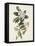 Pl 103 Canada Warbler-John Audubon-Framed Stretched Canvas