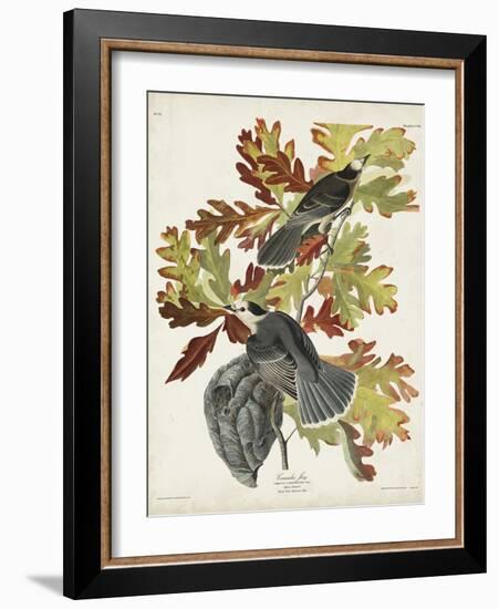 Pl 107 Canada Jay-John Audubon-Framed Art Print