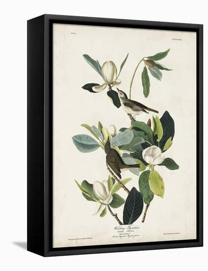 Pl 118 Warbling Flycatcher-John Audubon-Framed Stretched Canvas