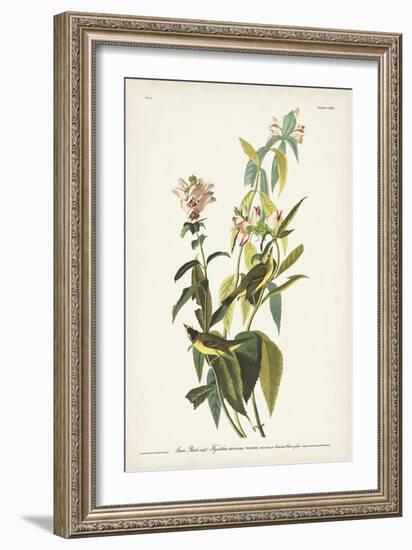 Pl. 124 Green Black-capt Flycatcher-John Audubon-Framed Art Print