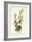 Pl. 124 Green Black-capt Flycatcher-John Audubon-Framed Art Print