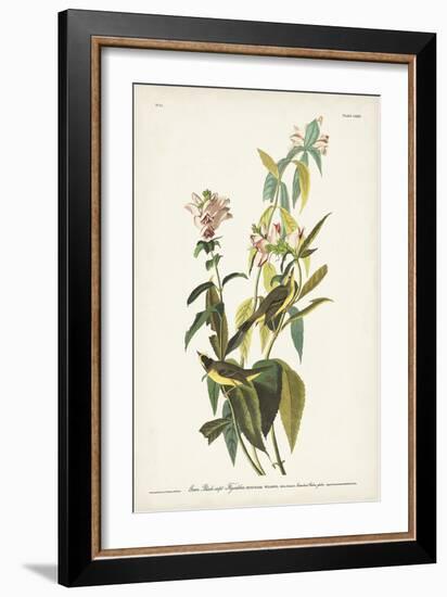 Pl. 124 Green Black-capt Flycatcher-John Audubon-Framed Art Print