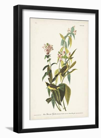 Pl. 124 Green Black-capt Flycatcher-John Audubon-Framed Art Print