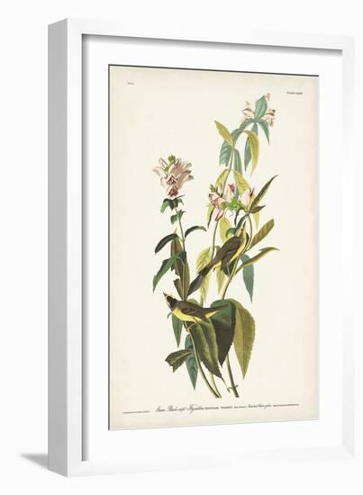 Pl. 124 Green Black-capt Flycatcher-John Audubon-Framed Art Print