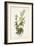 Pl. 124 Green Black-capt Flycatcher-John Audubon-Framed Art Print