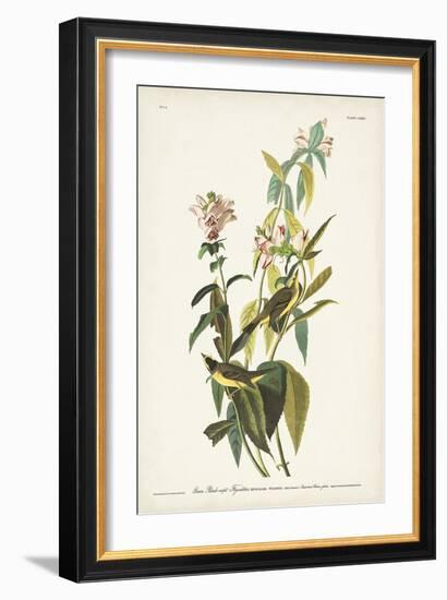 Pl. 124 Green Black-capt Flycatcher-John Audubon-Framed Art Print