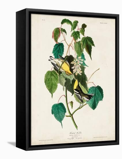 Pl 134 Hemlock Warbler-John Audubon-Framed Stretched Canvas