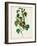 Pl 134 Hemlock Warbler-John Audubon-Framed Art Print