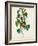 Pl 134 Hemlock Warbler-John Audubon-Framed Art Print