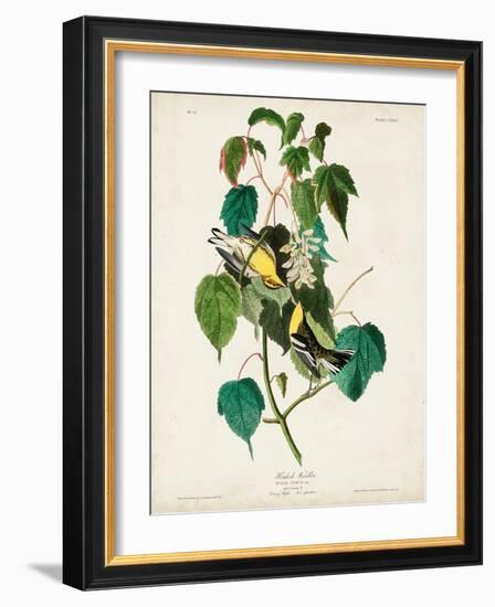 Pl 134 Hemlock Warbler-John Audubon-Framed Art Print