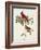 Pl 158 Cardinal Grosbeak-John Audubon-Framed Art Print