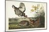 PL 186 Pinnated Grouse-John Audubon-Mounted Art Print