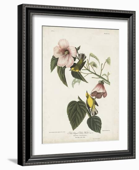 Pl 20 Blue-winged Yellow Warbler-John Audubon-Framed Art Print