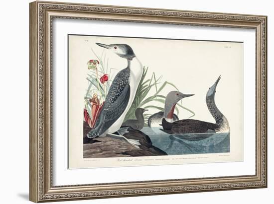 Pl 202 Red-throated Diver-John Audubon-Framed Art Print