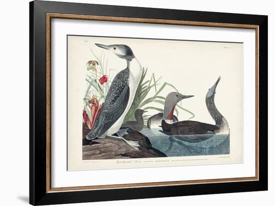 Pl 202 Red-throated Diver-John Audubon-Framed Art Print