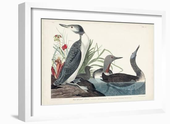 Pl 202 Red-throated Diver-John Audubon-Framed Art Print