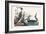 Pl 202 Red-throated Diver-John Audubon-Framed Art Print