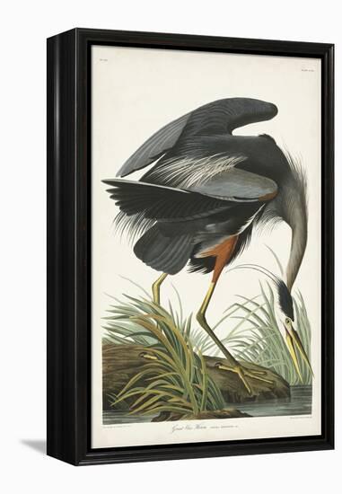 Pl 211 Great Blue Heron-John Audubon-Framed Stretched Canvas