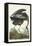 Pl 211 Great Blue Heron-John Audubon-Framed Stretched Canvas