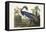 Pl 217 Louisiana Heron-John Audubon-Framed Stretched Canvas