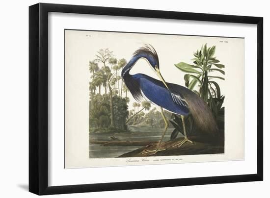 Pl 217 Louisiana Heron-John Audubon-Framed Art Print