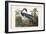 Pl 217 Louisiana Heron-John Audubon-Framed Art Print