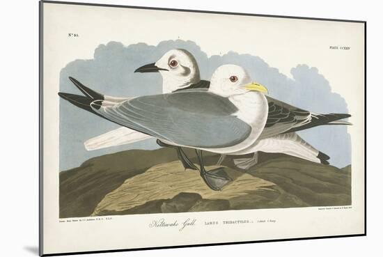 Pl 224 Kittiwake Gull-John Audubon-Mounted Art Print