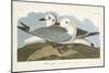Pl 224 Kittiwake Gull-John Audubon-Mounted Art Print