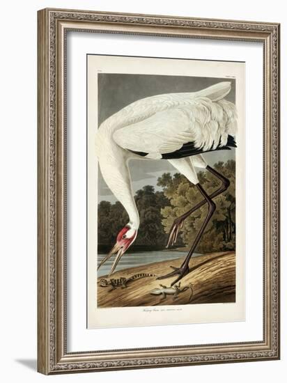 Pl 226 Hooping Crane-John James Audubon-Framed Art Print