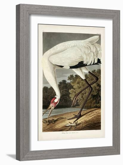 Pl 226 Hooping Crane-John James Audubon-Framed Art Print