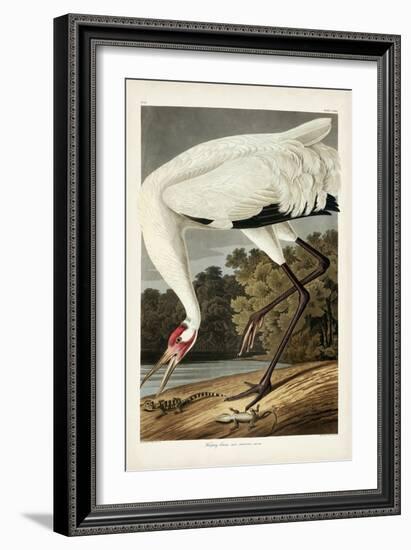 Pl 226 Hooping Crane-John James Audubon-Framed Art Print