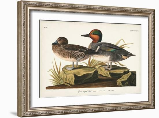 Pl 228 Green-winged Teal-John Audubon-Framed Art Print