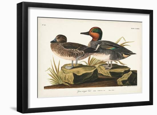 Pl 228 Green-winged Teal-John Audubon-Framed Art Print