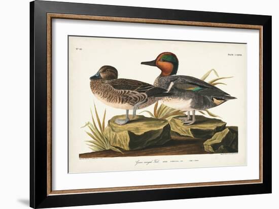 Pl 228 Green-winged Teal-John Audubon-Framed Art Print