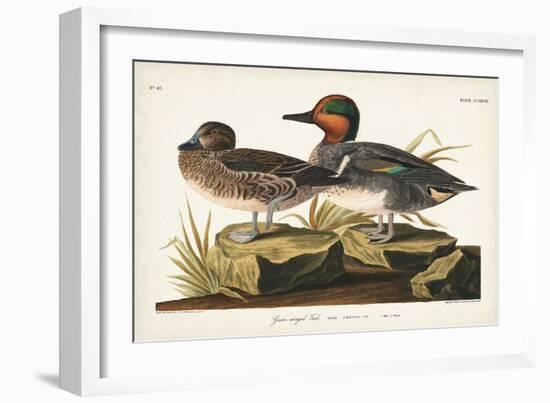 Pl 228 Green-winged Teal-John Audubon-Framed Art Print