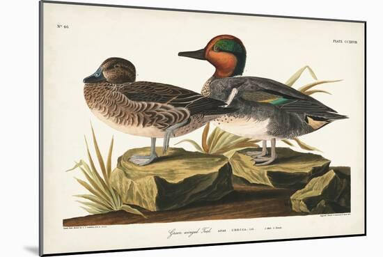 Pl 228 Green-winged Teal-John Audubon-Mounted Art Print