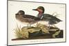 Pl 228 Green-winged Teal-John Audubon-Mounted Art Print