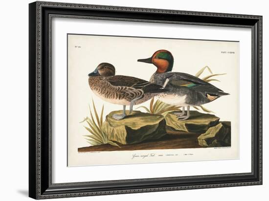 Pl 228 Green-winged Teal-John Audubon-Framed Art Print