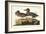 Pl 228 Green-winged Teal-John Audubon-Framed Art Print